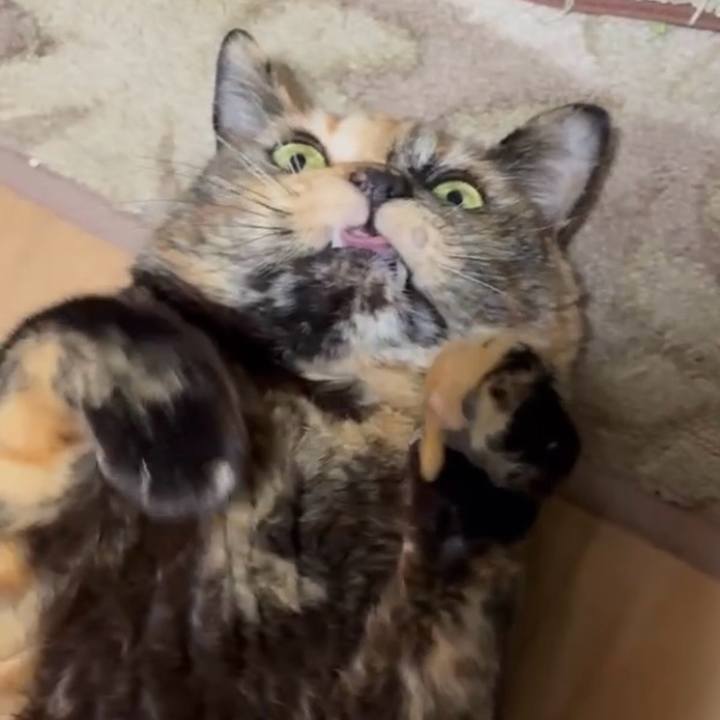 45315de9 72aa 4888 851a 488841cbed81 1772830650868