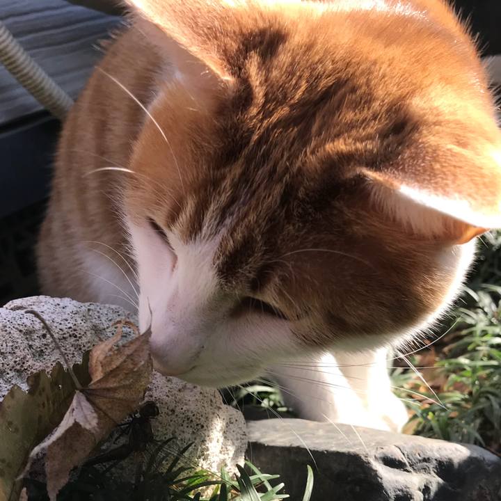 453174ed badd 47bf b9d1 2a732d41b11b 1509930868619