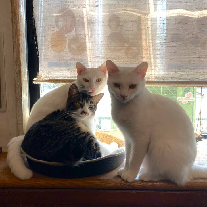 45368dc0 2945 40a5 867a 3ca8312c53c2 1713047257087