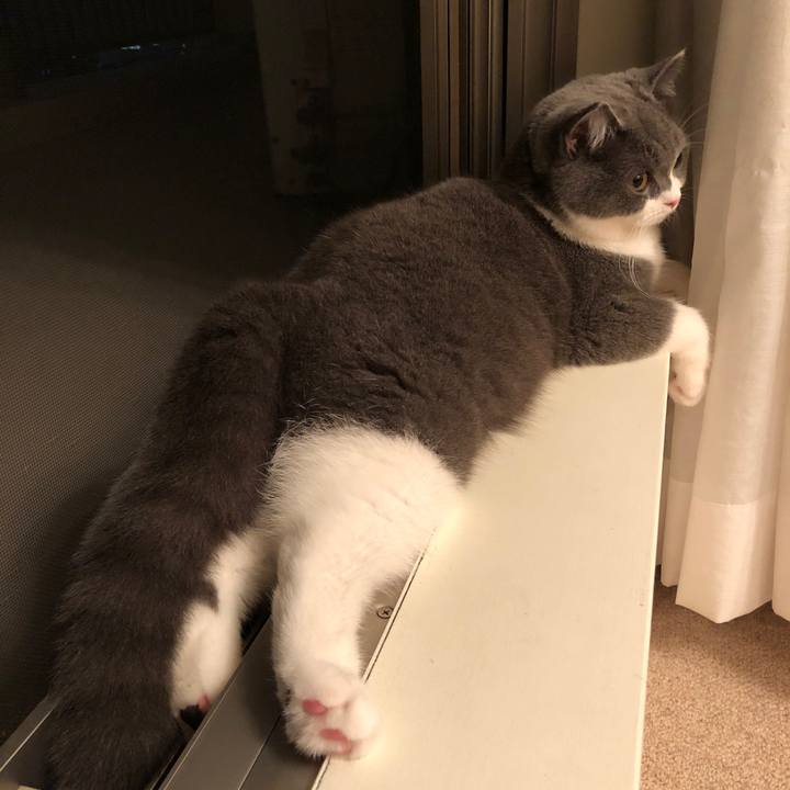 45377596 55f9 459e a1f2 e318f93fab2b 1524660597438