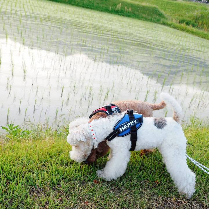 4538acf9 a583 4185 9d25 90ba00506553 1559826581285