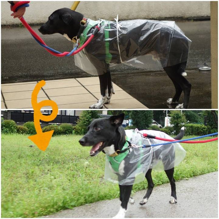 453b32c8 0517 4015 81ef b20e560e3ea2 1593303218521