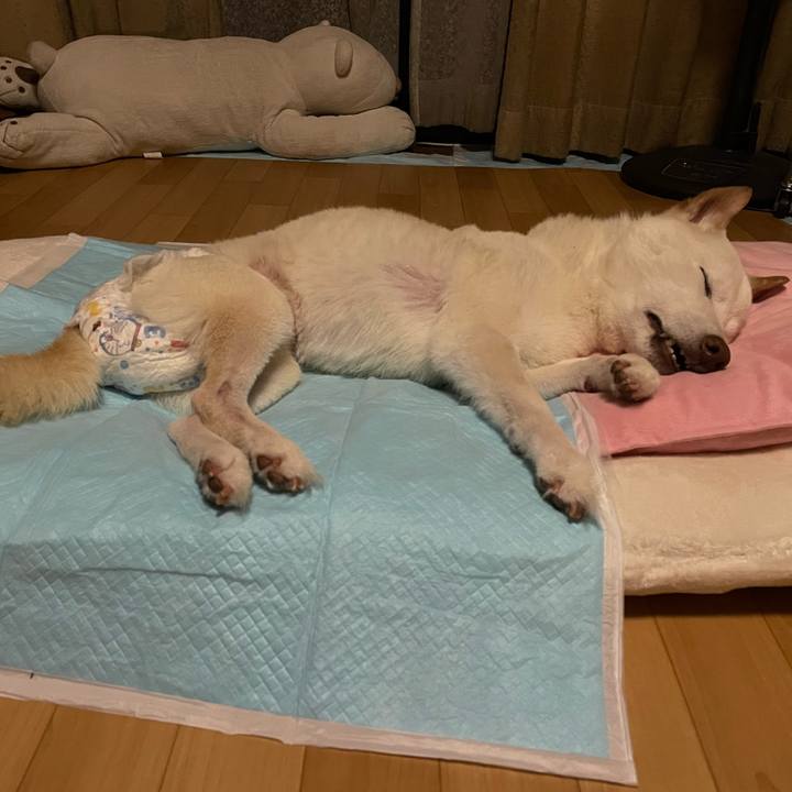 453dcff4 533d 4ace a2d9 23ae990948d6 1663702309778