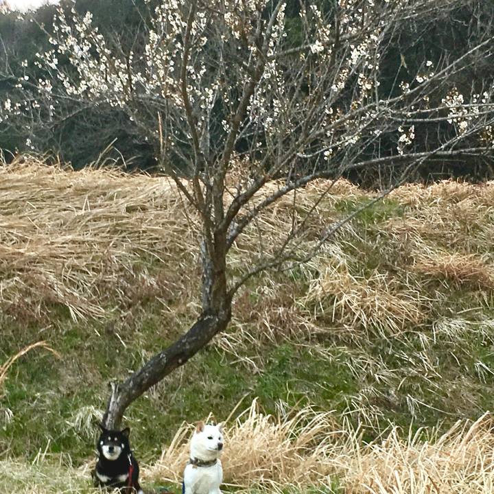 453e045a 8946 48fb 8d00 20f2a3cccee2 1520847789382