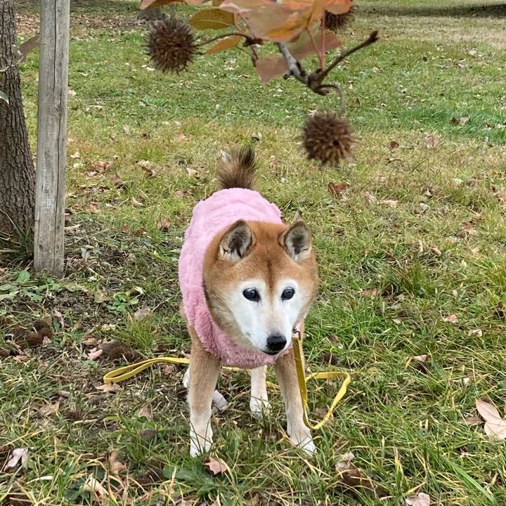 453e2a70 9496 415a be24 9347503df60b 1767756392384