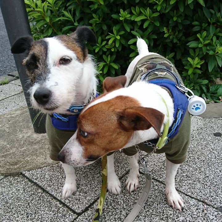 453f308f efbc 4f47 ba4c de2839c3f87b 1561932522122