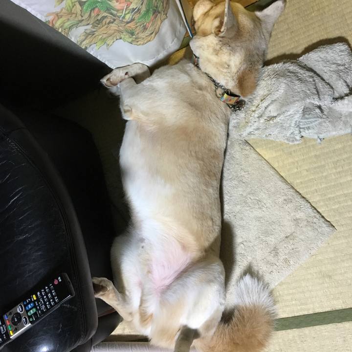 454078dd 4cd1 49fa 84e5 8defda67045d 1508586585052