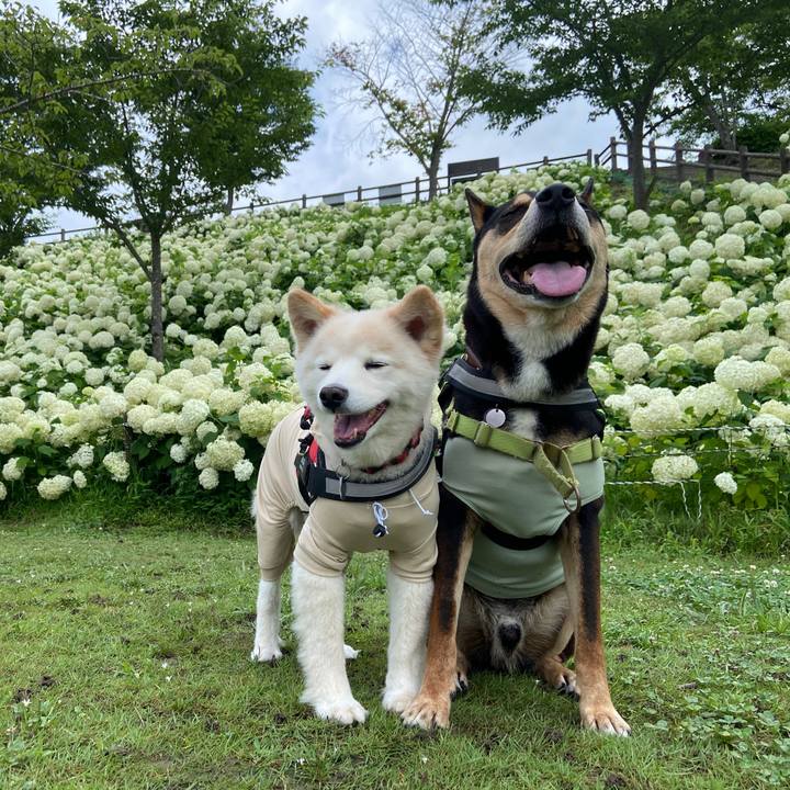 45409cef 724d 4dce a795 74ec27d1d1c5 1688595463526