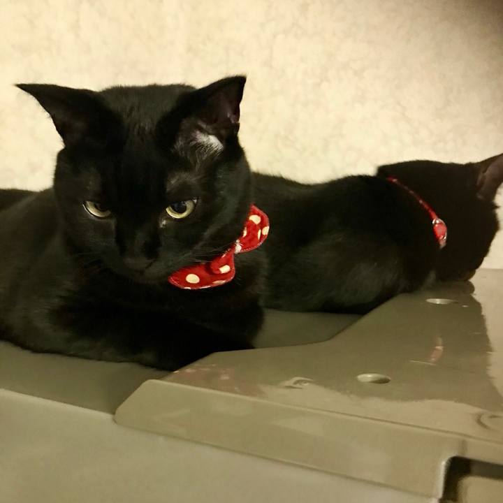 4541197d c668 41cb 83c0 61a80f2ca6ca 1522934505855