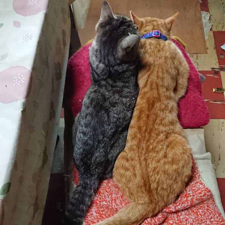 4541e0b6 ab93 4838 8484 1ce0526142e8 1557617036115