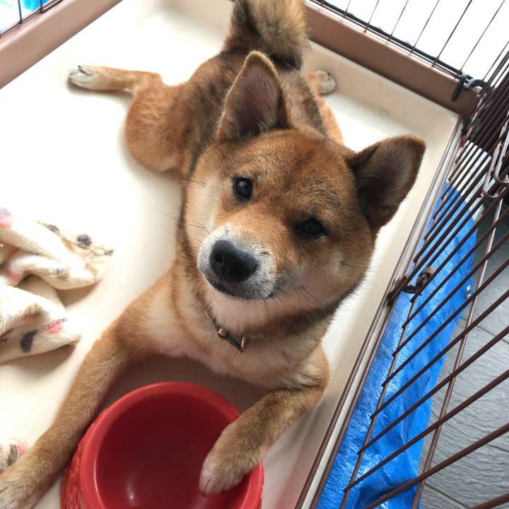 4542325c 7358 421a 86a5 79c9b8038e4f 1527984674569