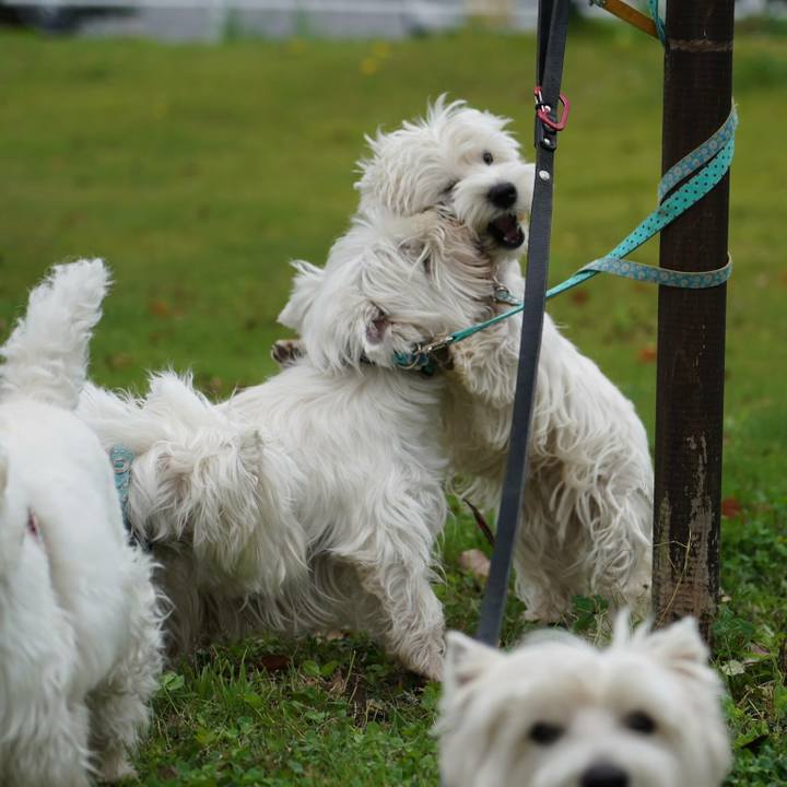 4546ca2c eb9b 4301 983c 46a369f7c58c 1529377196684