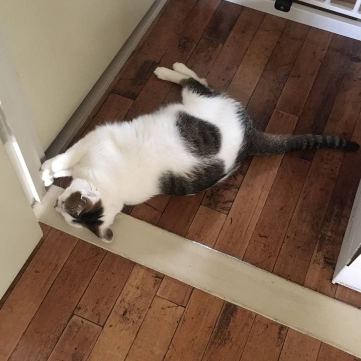 4549bc32 a7fa 4787 9c20 9d3690d4cb2a 1530053981026