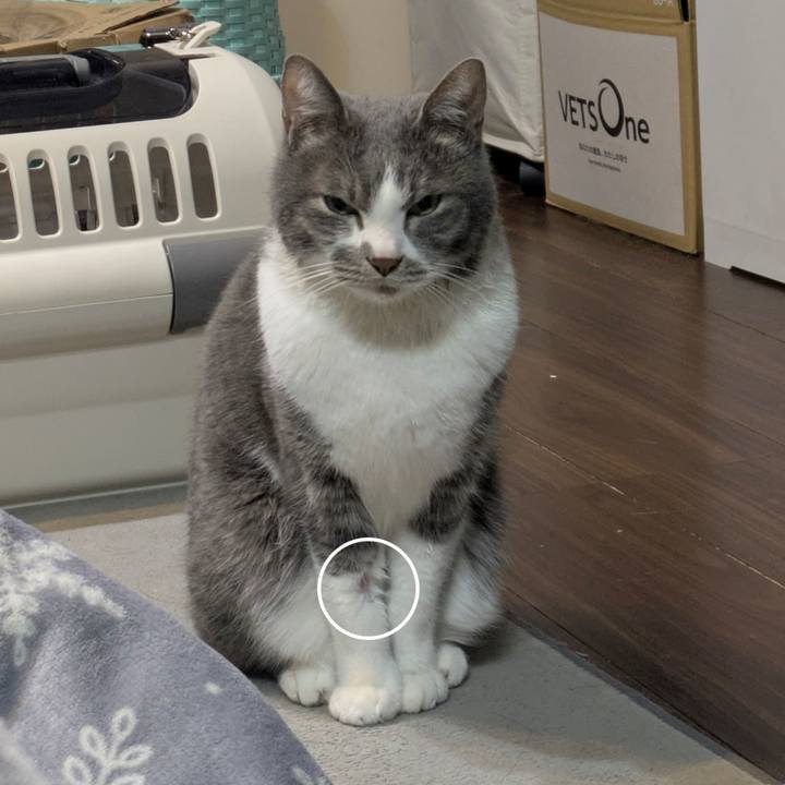 454a84b0 58ea 4ce3 b086 a00721ea0bde 1771173457206