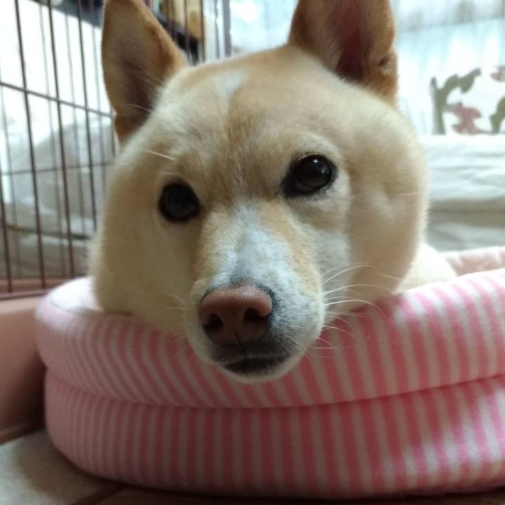 454a9fea f2f2 4571 b3dc e3d0bc635bfc 1594942430908