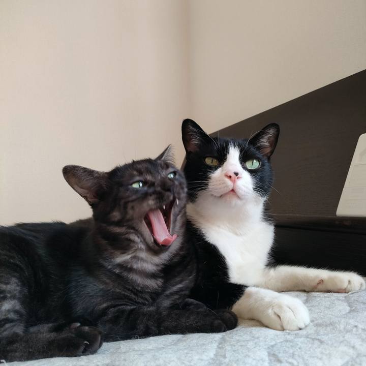 454aff2c bfde 483d b6eb 398398ff0dd2 1759880767330