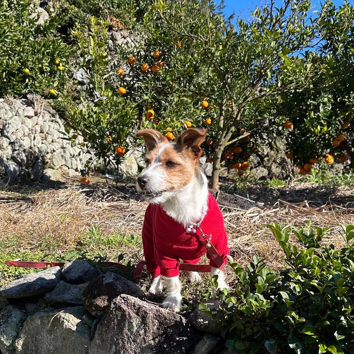 454c242e 0cb4 447e 8dc8 8c4d6bacbae7 1765765365871