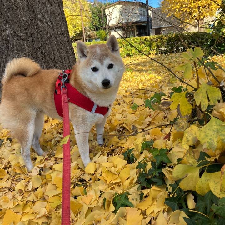 454c8d5b 4022 4155 b367 eef44cfb31e6 1733690265989