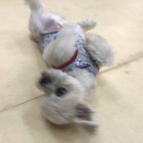 454f77ad c518 42c4 8d2b d49b70200c0e 1512559634664