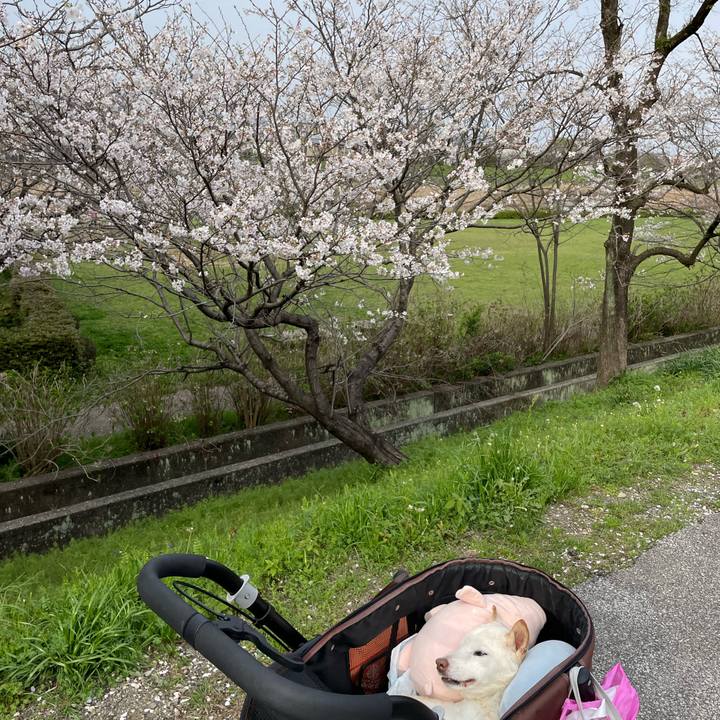 45514539 e74c 4977 aa73 8571f604caec 1679915484512