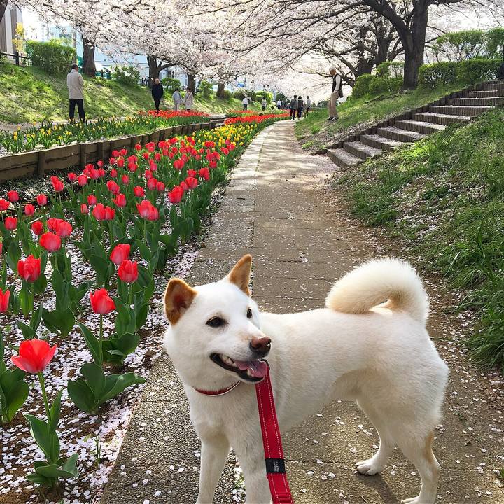 45518307 0371 4286 8029 ed8bf9d6fd5c 1523355869405