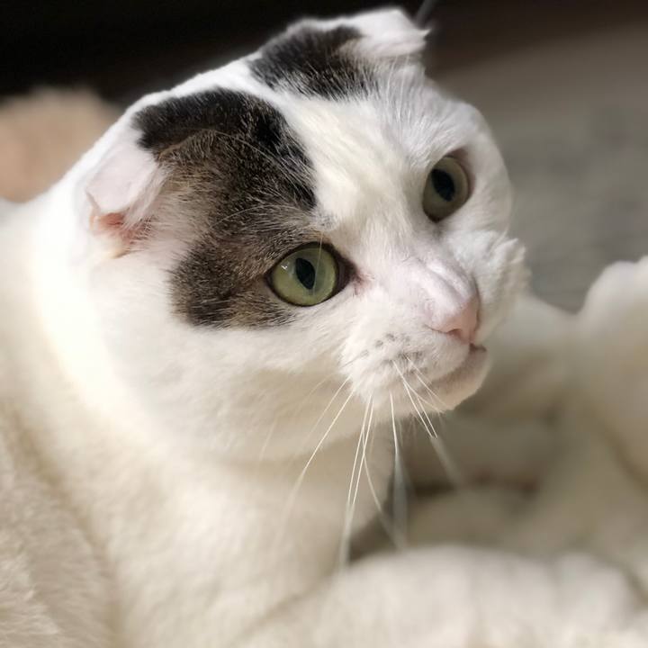 45519c6e 945e 4146 890d b25ee419b40c 1586406739677