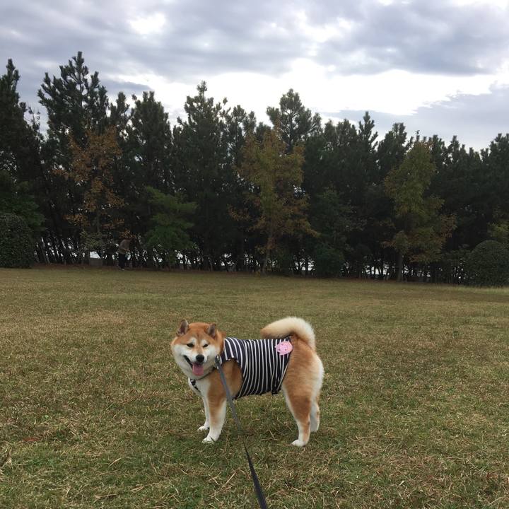 4552488b 74d2 4e71 be59 c6cef363f10f 1541468870723