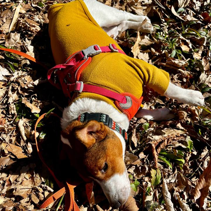 455274c0 9cfa 47a7 a0f1 bfb088f7b46c 1739092540184