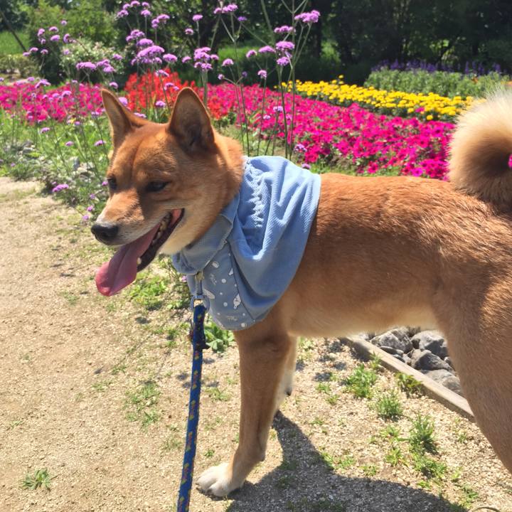 4555ef4b 87e9 43a7 adbe b1f848dfa052 1528954724715