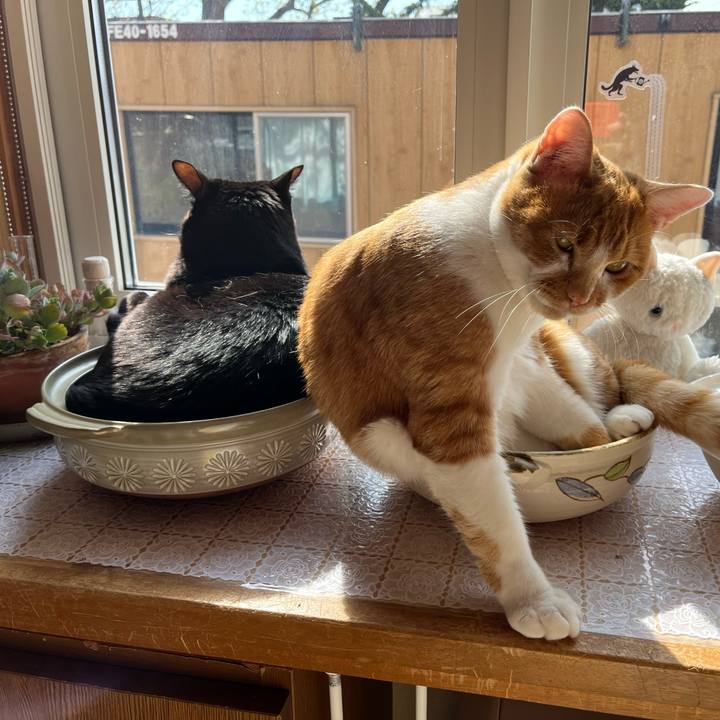 4556cff9 8b94 47d5 899f 9ca068fd75bd 1683605673252