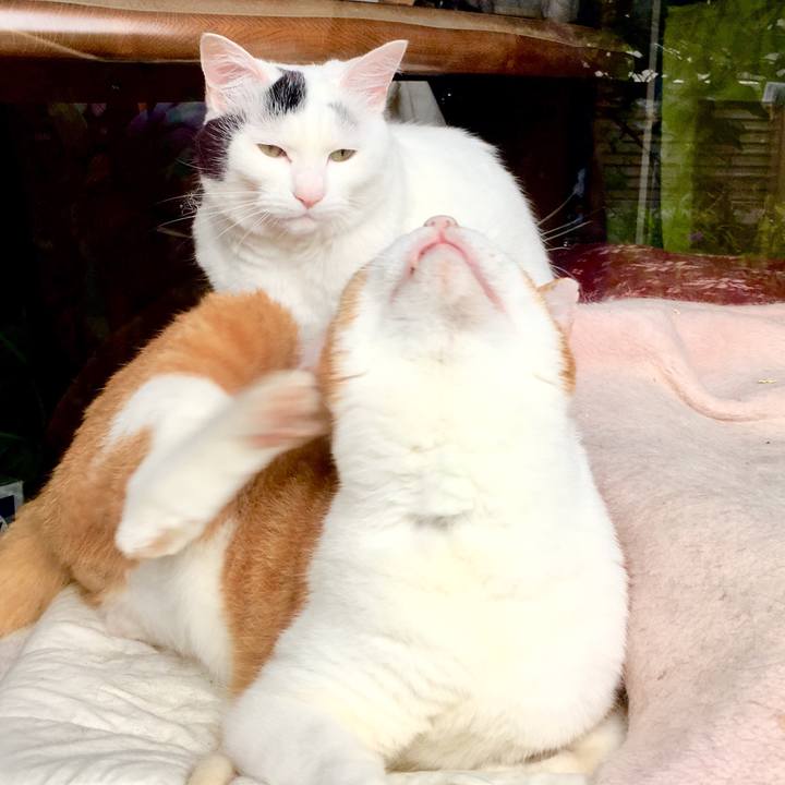 4556d77c 28e0 4db9 80ff 798569e1ad4f 1562383048035