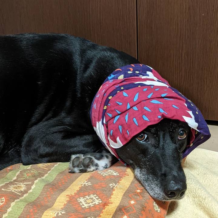 4556e86b 4986 4266 a366 235fac1082d4 1688563107849