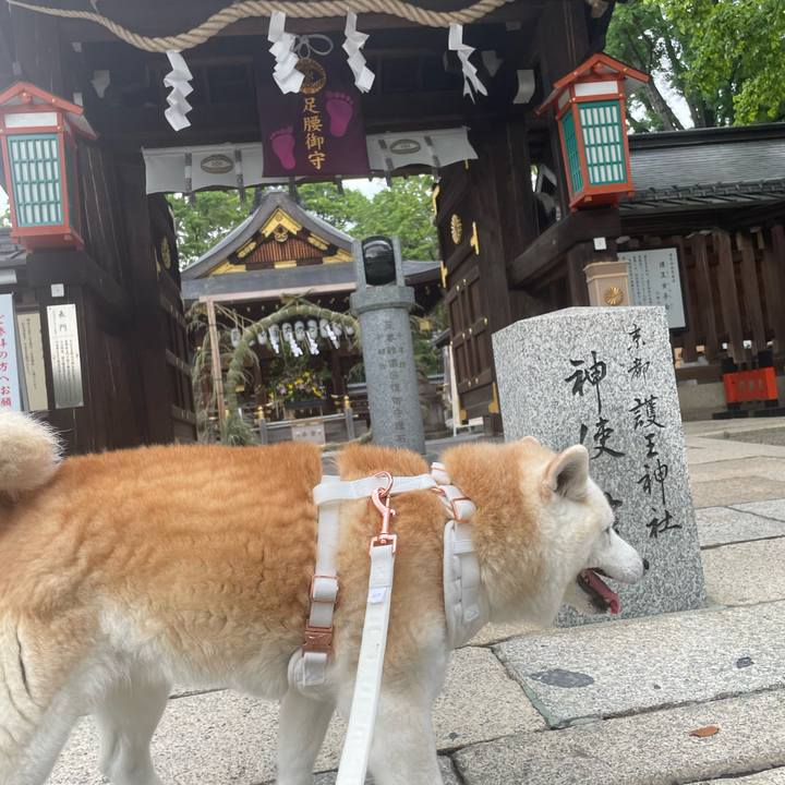 4556f1c4 0618 4a9a b8be 42c5213ea18d 1656110158480