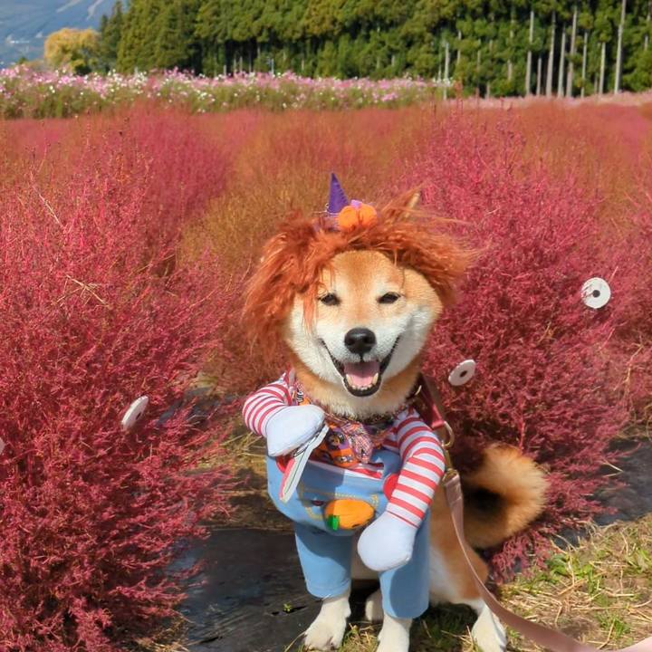 4557b726 d941 471d 9c13 638ae09dd192 1730458795447