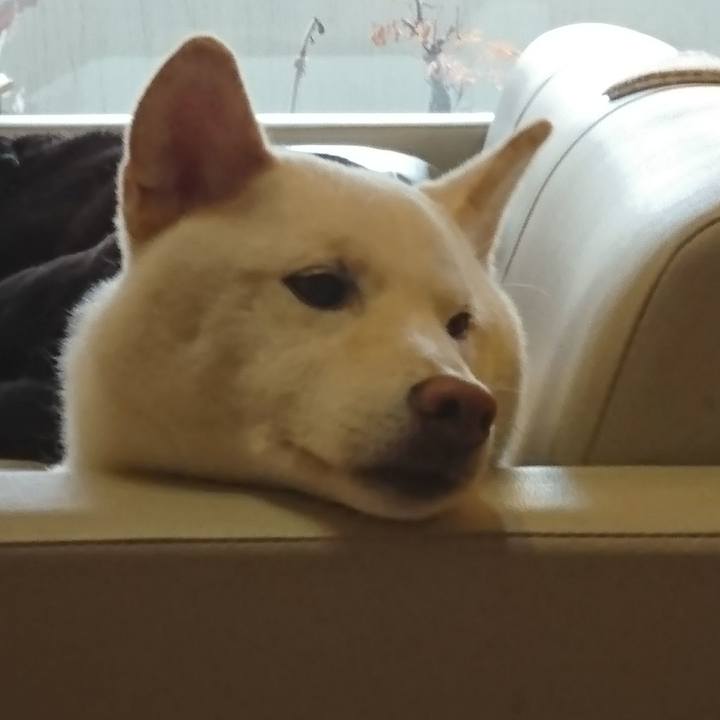 4557bd1d 54a9 4413 bf93 2eb192c38407 1547000217034