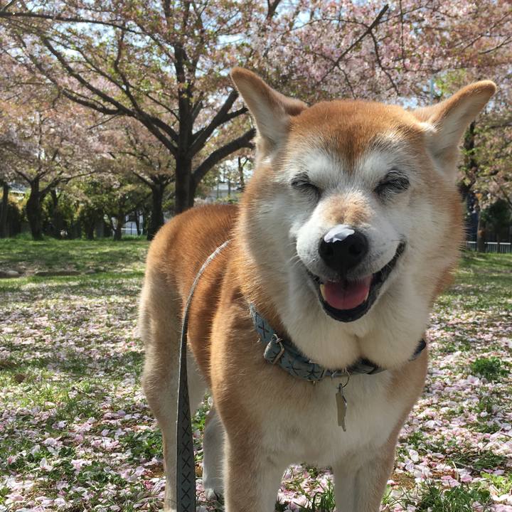 4557f602 e424 4b93 b514 cbc322c6296b 1522891284411