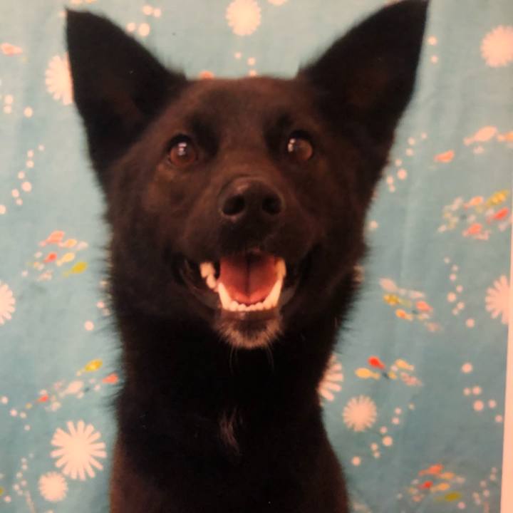 4558552d 640e 4e74 a4d2 150f18058bd9 1559308009046