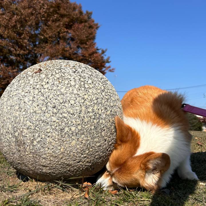 4558a349 f04c 46c0 b9c0 e57a6c5e7146 1762488989099