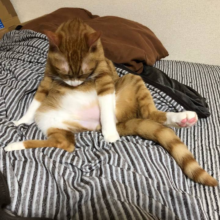 4558bad0 5d31 4ead 8471 a4c4539ec636 1559546268429