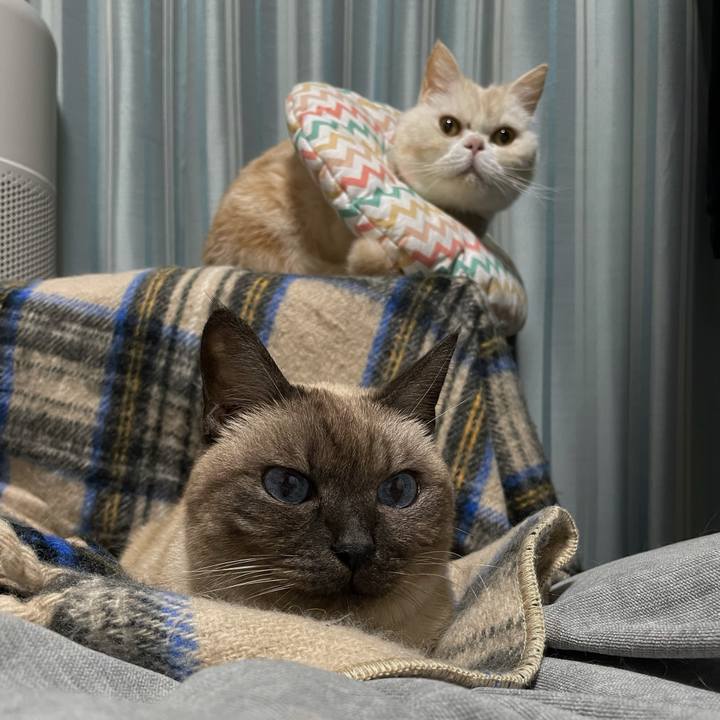 455b9d0e eee0 417f b7d2 840986573bda 1766669339484