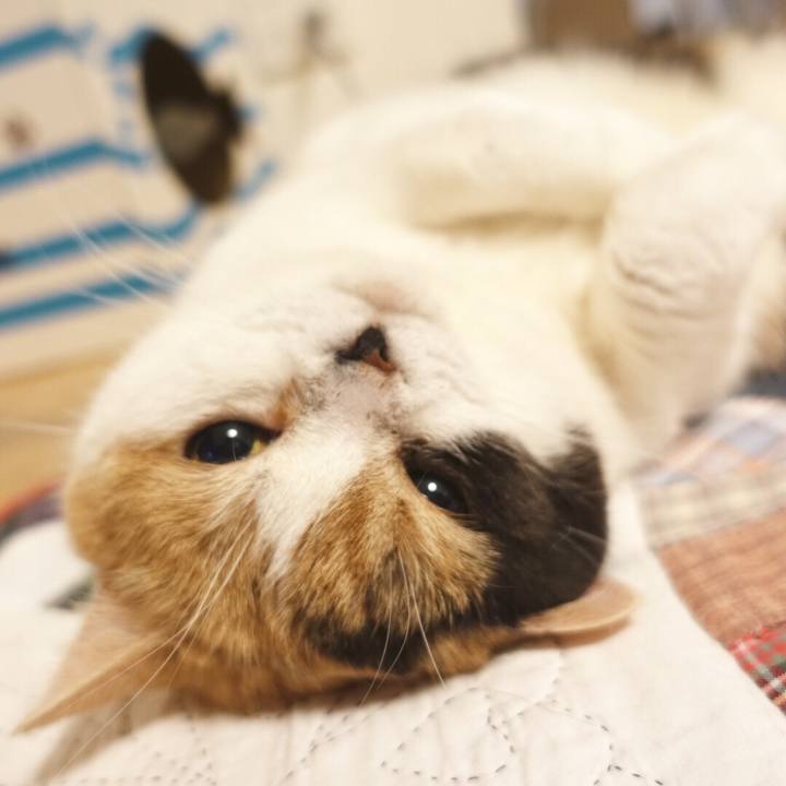 455bea4c a3ef 4f54 ac1f b89c9964cca9 1556143316080