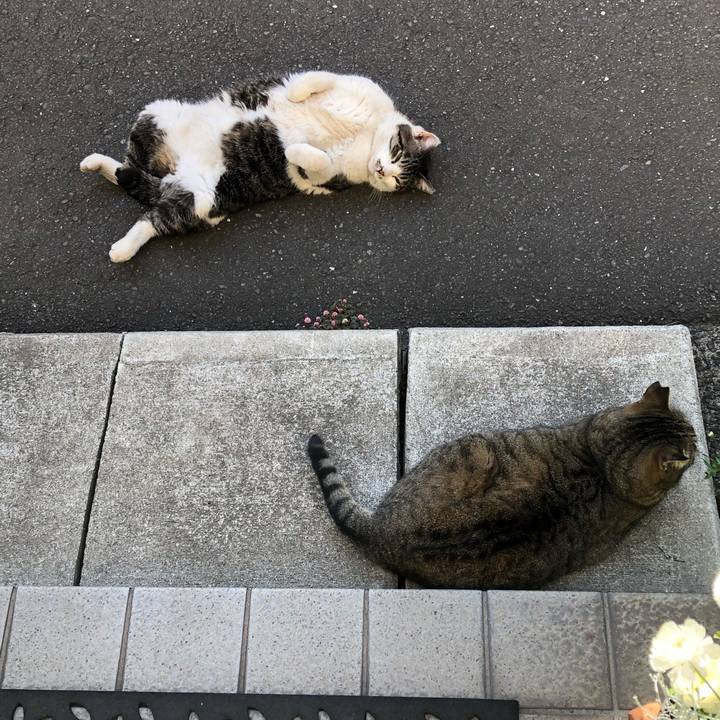 455c159d 1350 4000 acec a66661c266a0 1585138338469