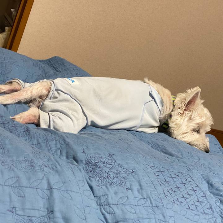 455cb6b0 b855 4fa3 a50f ef02d0f5e95d 1622296733694