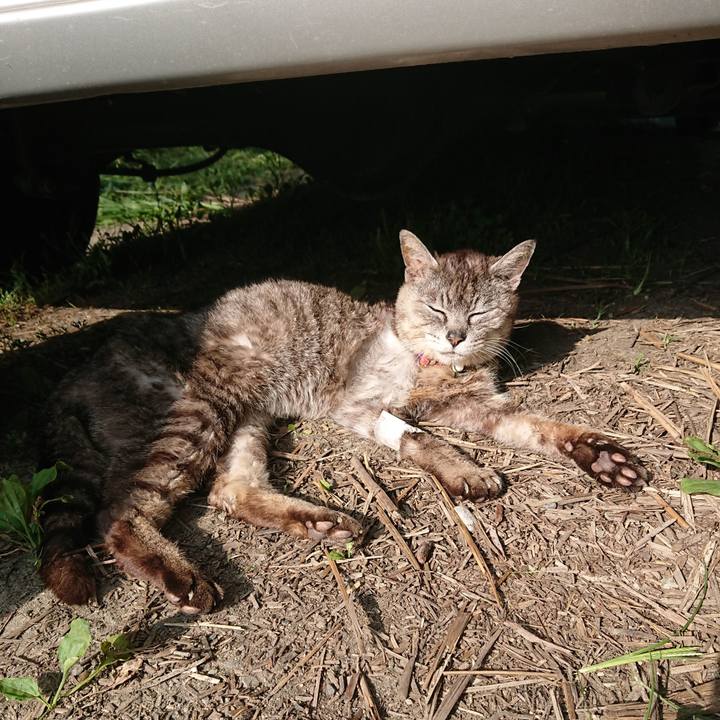 455e7439 7c70 447a 8cd1 5be46a348a6f 1598052605704