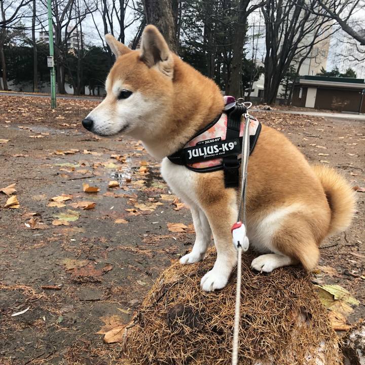 45608356 a8e2 403a 9a34 de10b053deac 1543372142688