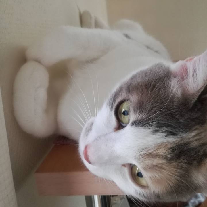 4561c3f7 936f 4f48 b8d5 76c11ad10bd0 1527412140075