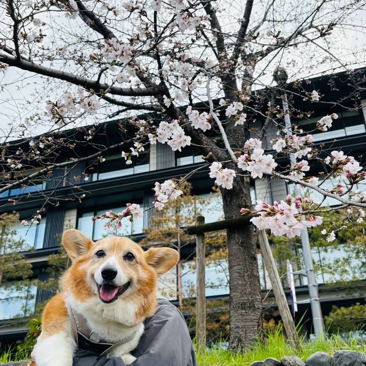 4562baca fe61 4279 8e27 c54d497b1c8d 1774654442325