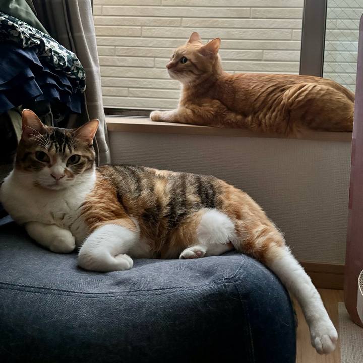 4565e59c a96f 433e a9c1 d855665c39ed 1758616995277