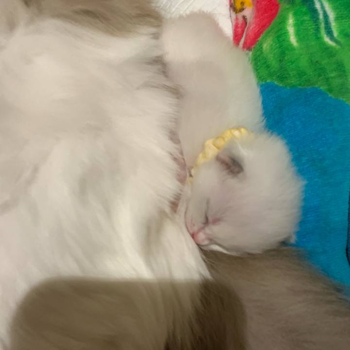 4567900a 12bc 4978 8a9c f1a9af6d4229 1638789524686