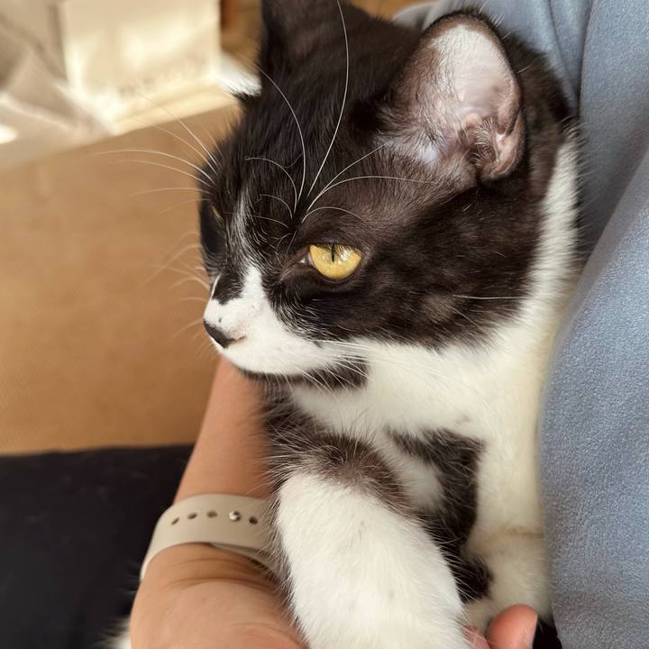 4568124c 95c3 404d 8c6a dd2e344e2410 1763771537557